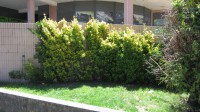 /album/galeria-de-fotos-manutencao-dos-jardins/img-3379-jpg/